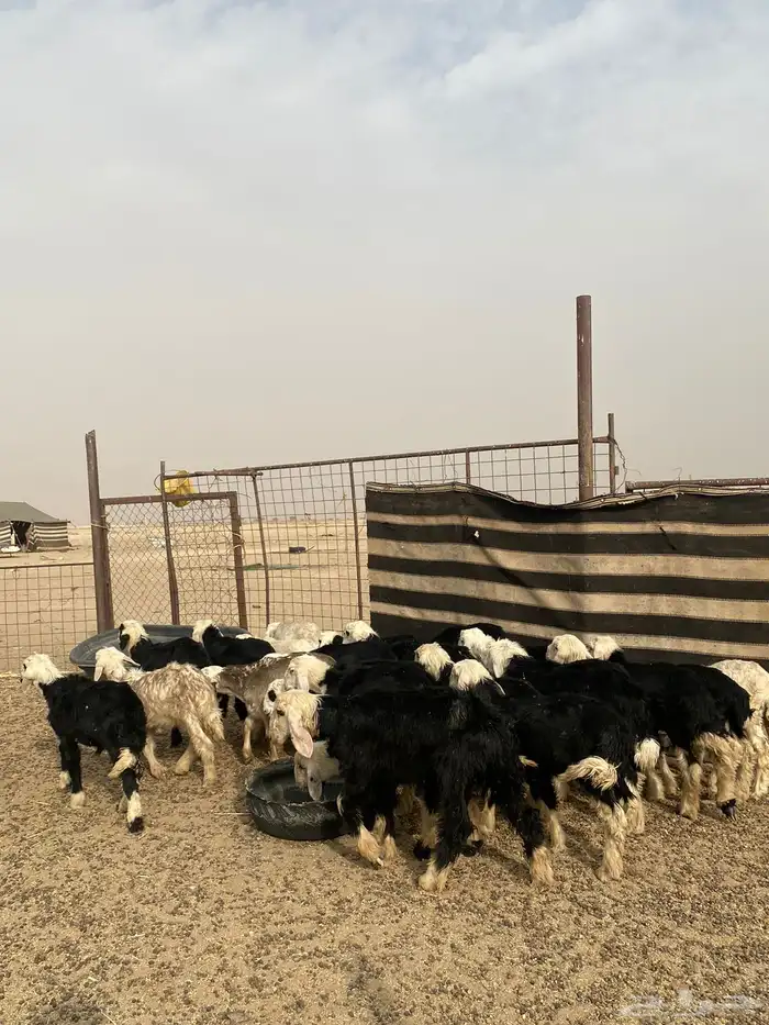 البيع بهم نجد العدد 23 0