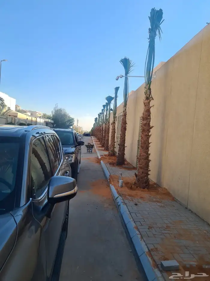 نخيل واشنطونيا للبيع 3