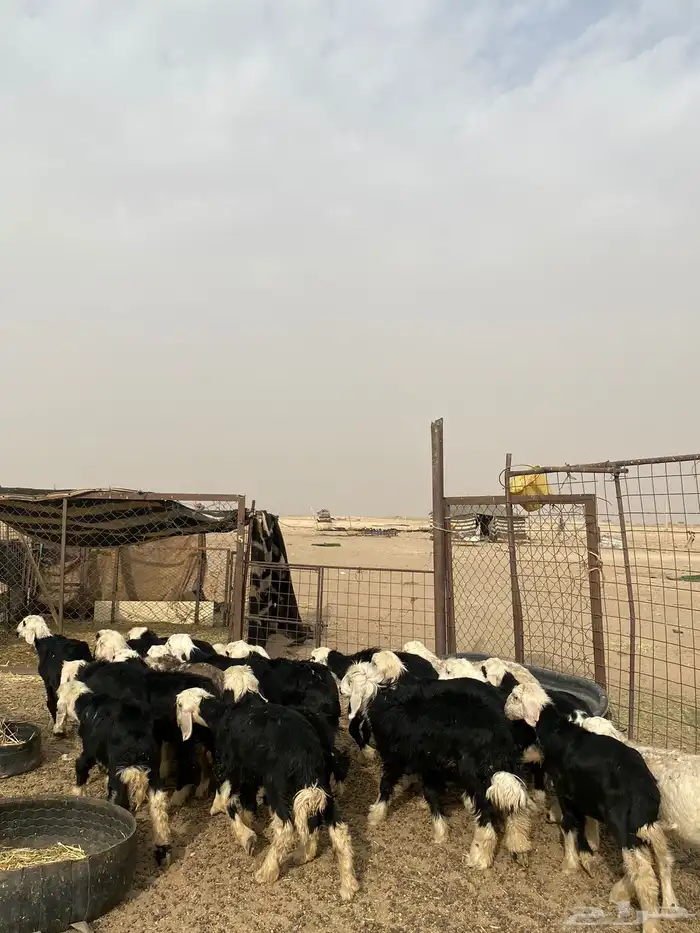 البيع بهم نجد العدد 23 2