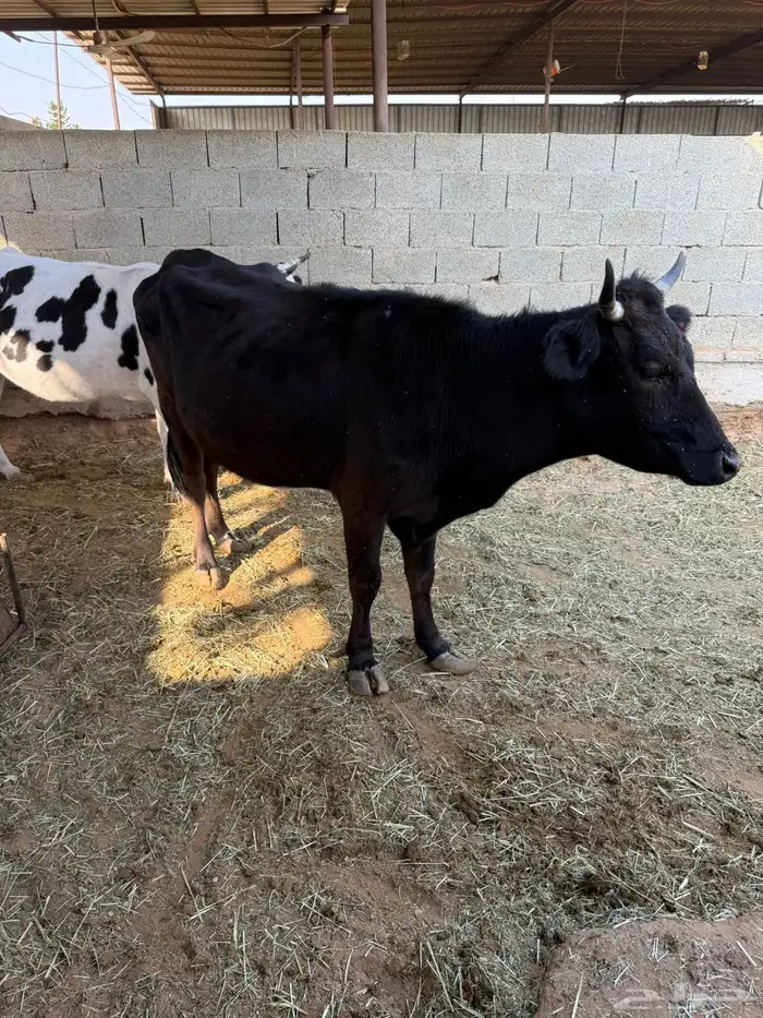 عدد 3 بقرات للبيع 1