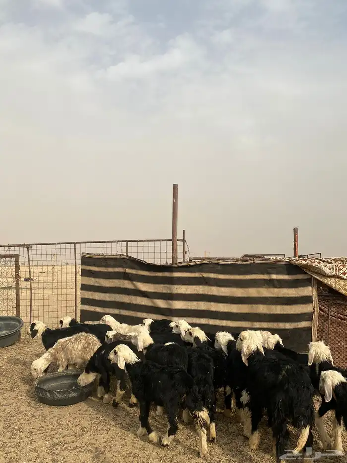 البيع بهم نجد العدد 23 1