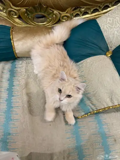 فرصه مميزه لمحبي القطط index