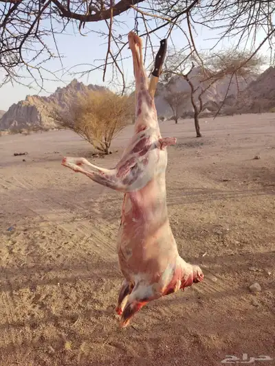 تيوس عارضيه مخصاه فل شحم index