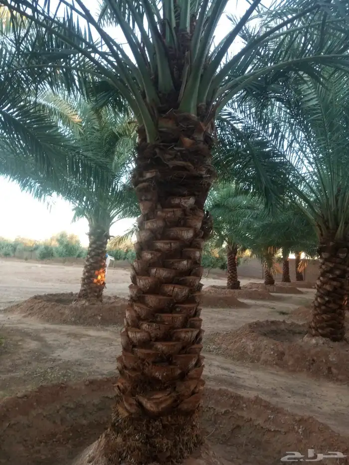 نخيل عربي فسائل نخل نخل عربي نقايل 16