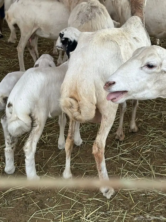 ضان رفيديات 11