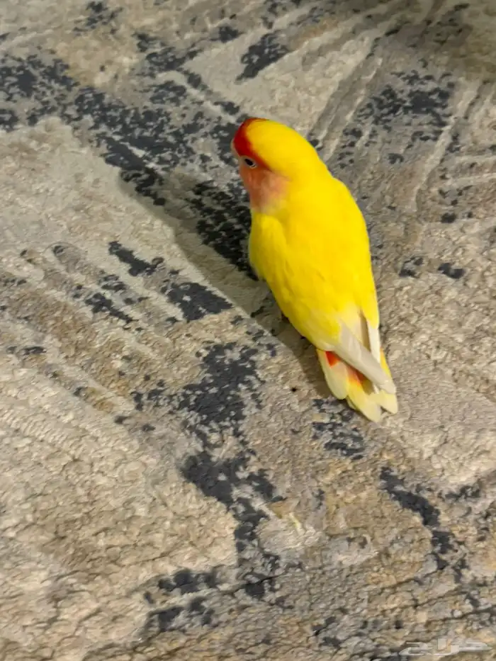 طير روز اصفر عيون حمراء هدد 3