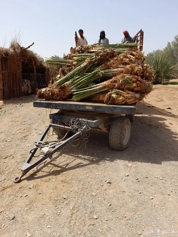 نخيل عربي فسائل نخل نخل عربي نقايل 26