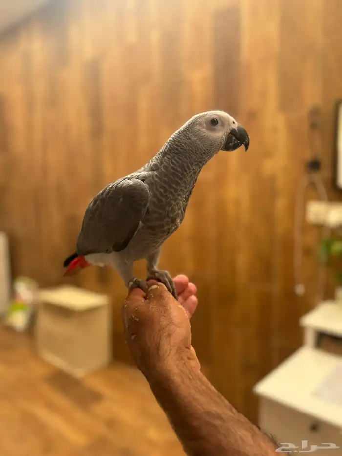 فرخ كاسيكو 7