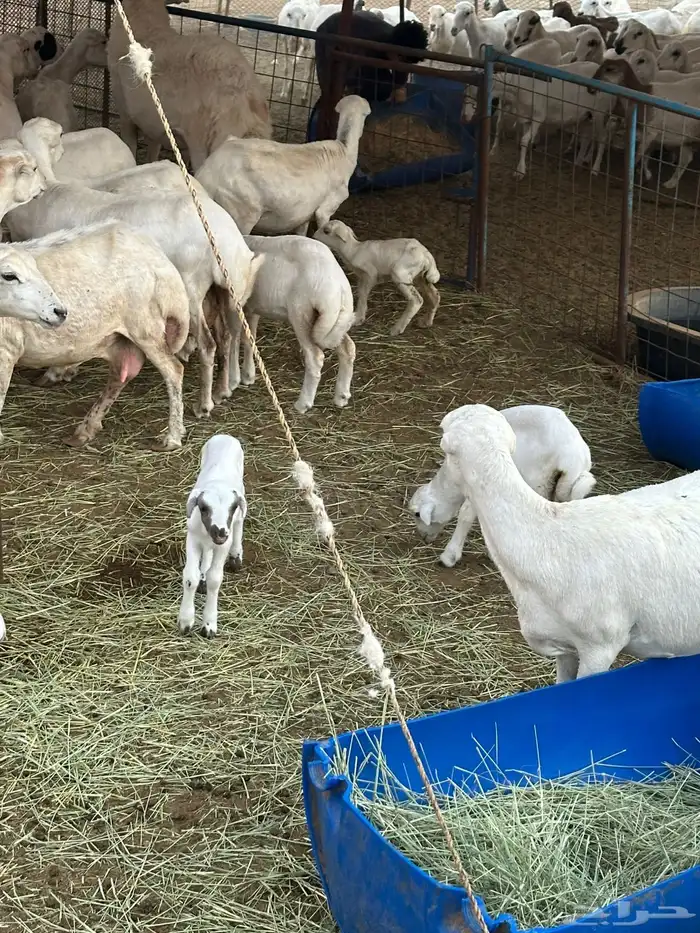 ضان رفيديات 7