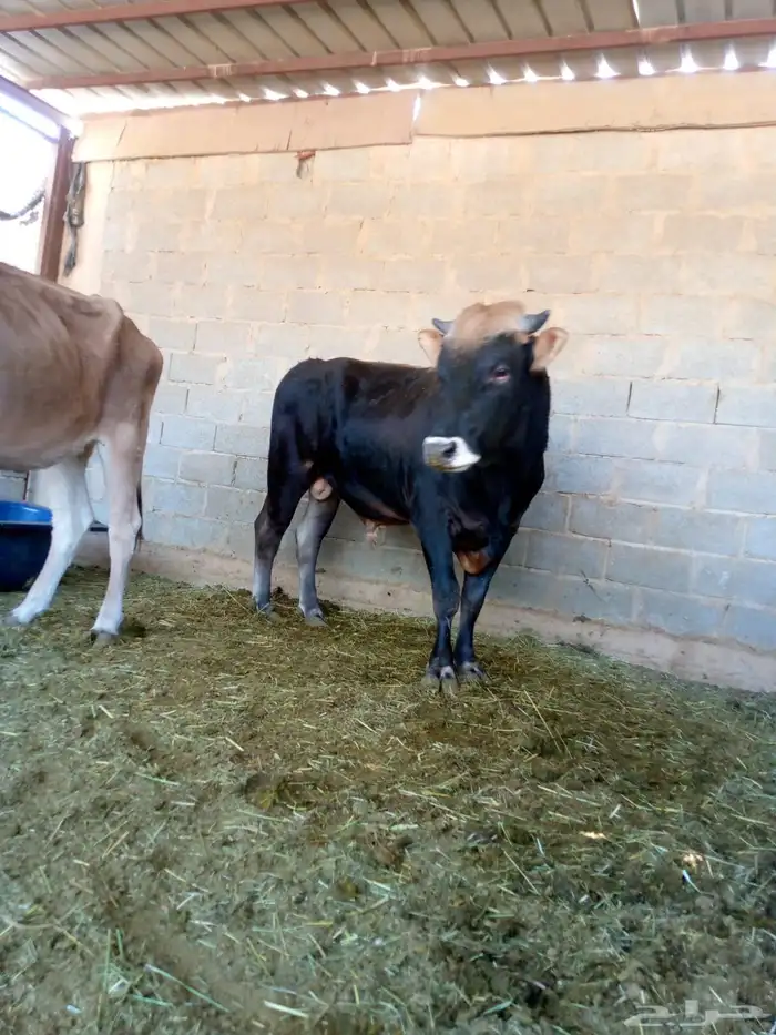 3 بقرات وثور 1