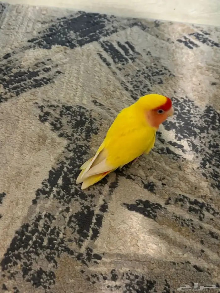 طير روز اصفر عيون حمراء هدد 1