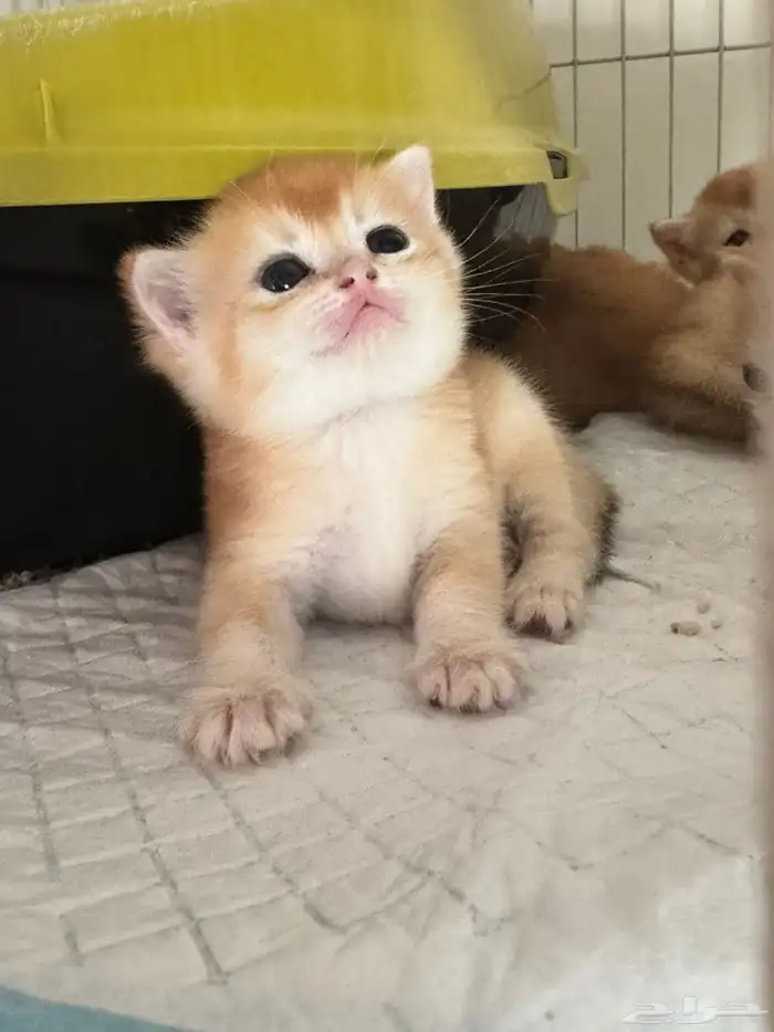 سكوتش قولد للبيع 2