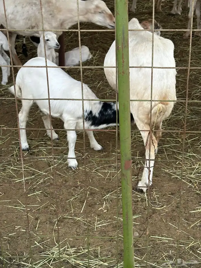 ضان رفيديات 2