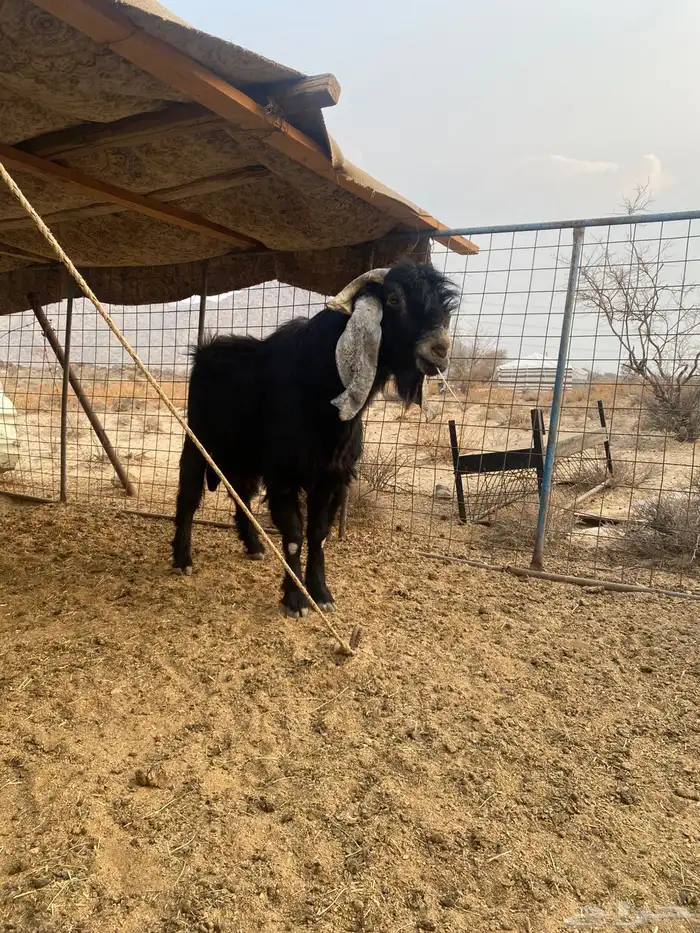 تيس عارضي فحل شرط يضرب واغلب انتاجه توام العمر قارح 0