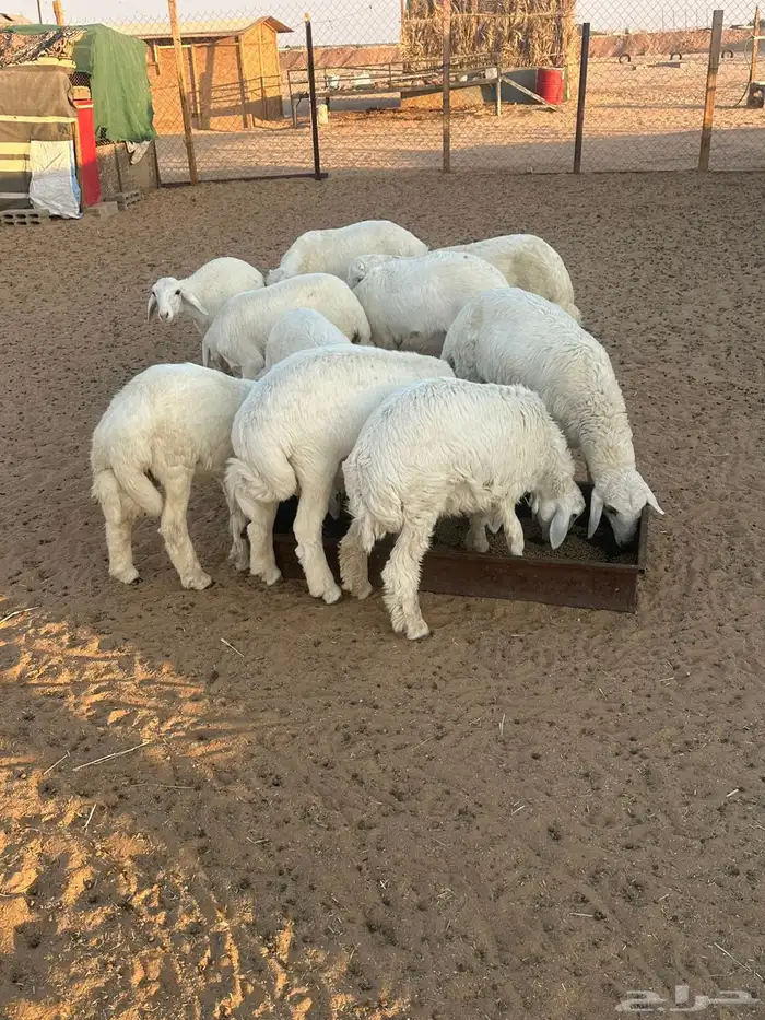 طليان بريه 0