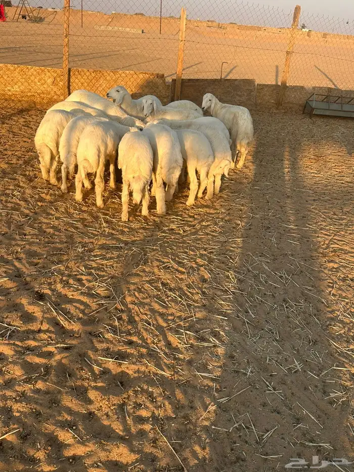 طليان بريه 1