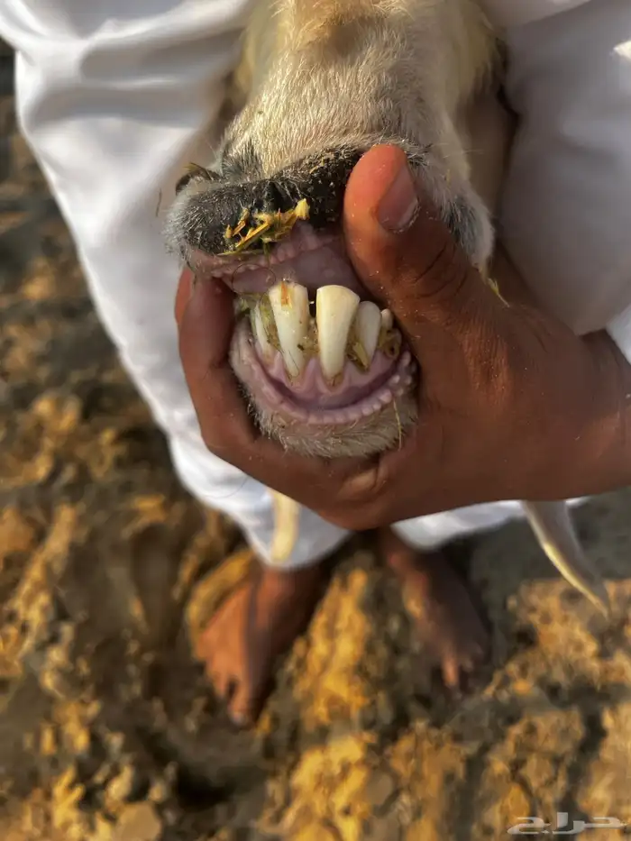 ثنيه تحتها رخلين 0