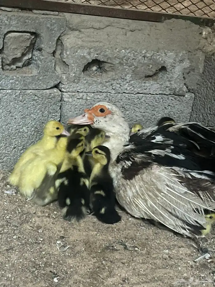 بطه مصري مع 15 صغار 0