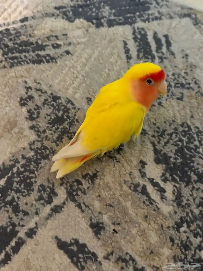 طير روز اصفر عيون حمراء هدد 0