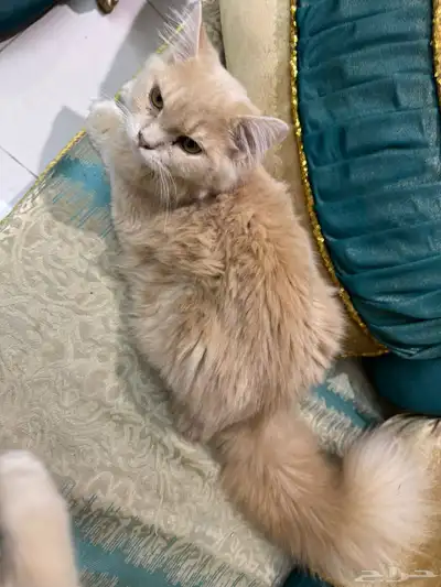 فرصه مميزه لمحبي القطط index