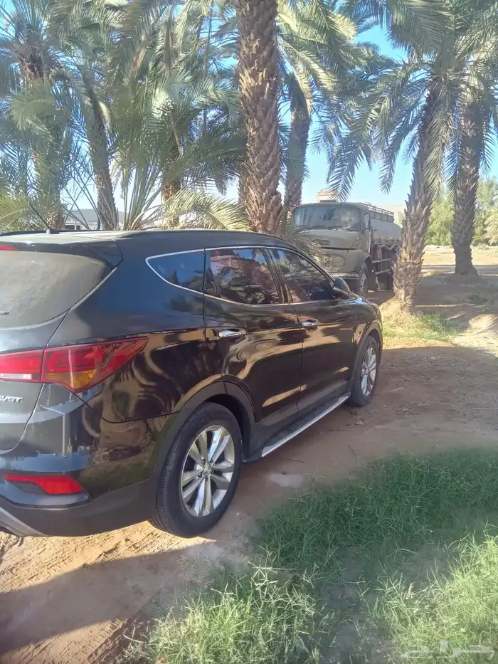 سنتافي وردة للبيع 2017 3