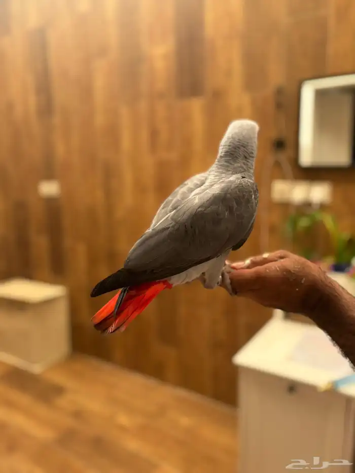 فرخ كاسيكو 9