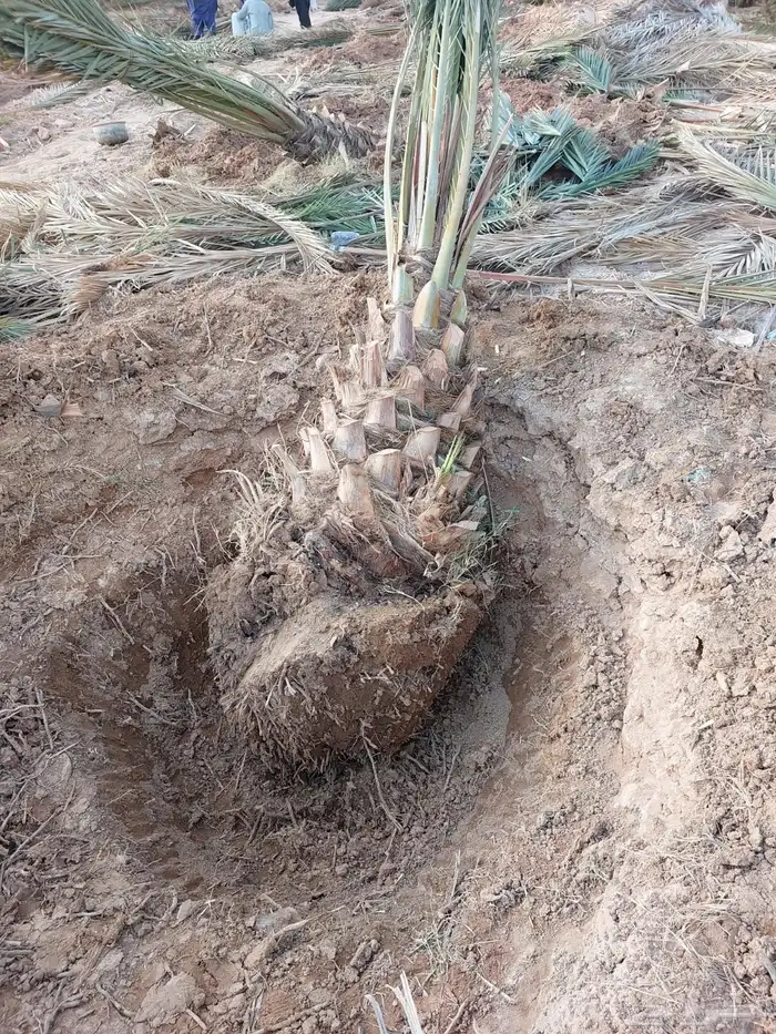 نخيل عربي فسائل نخل نخل عربي نقايل 4