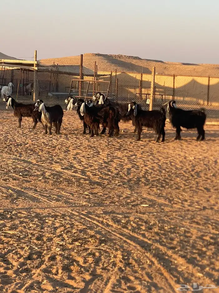 معزا عوارض 0