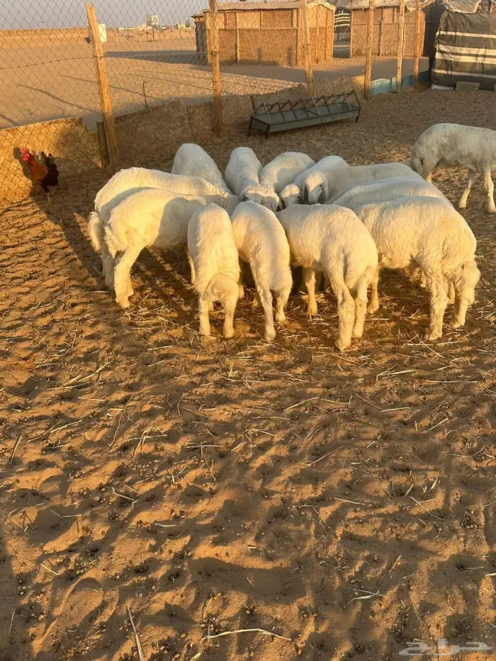 طليان بريه 3