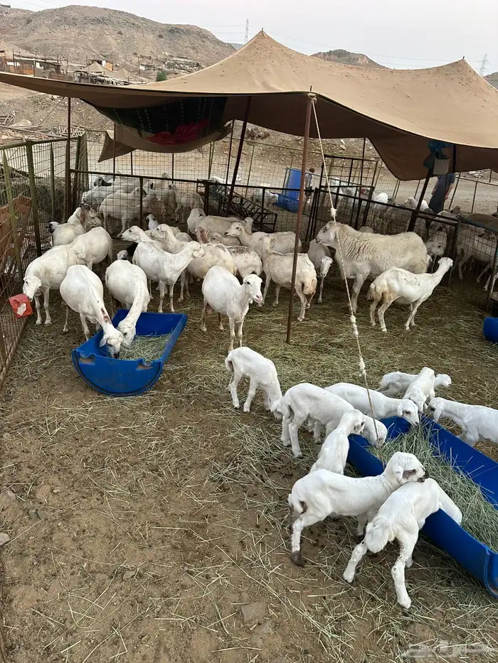 ضان رفيديات 4