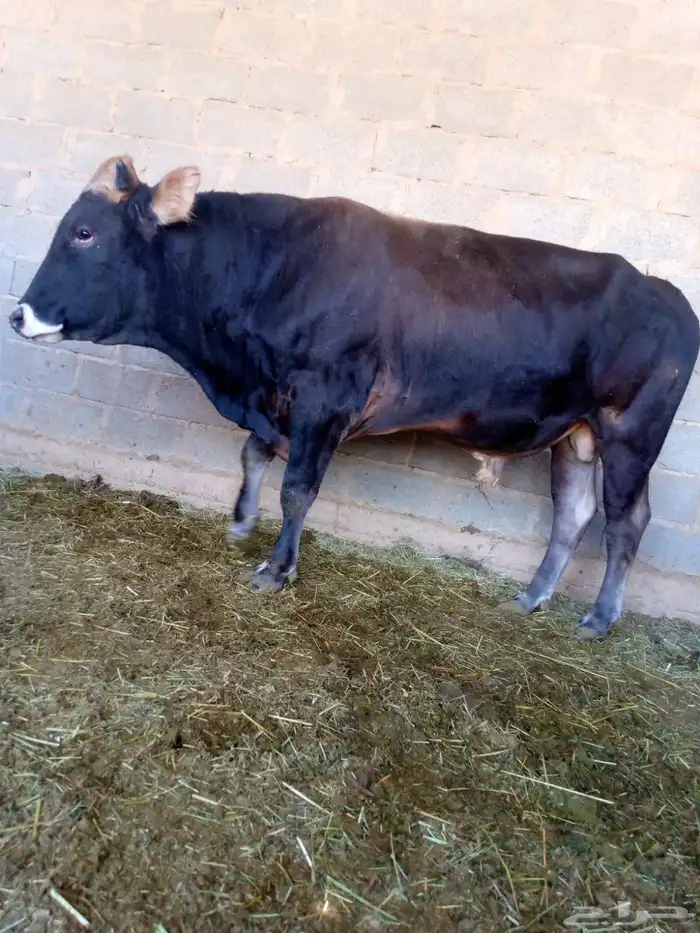 3 بقرات وثور 0