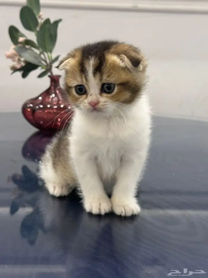 كيتن سكوتش وبريتش للبيع 0