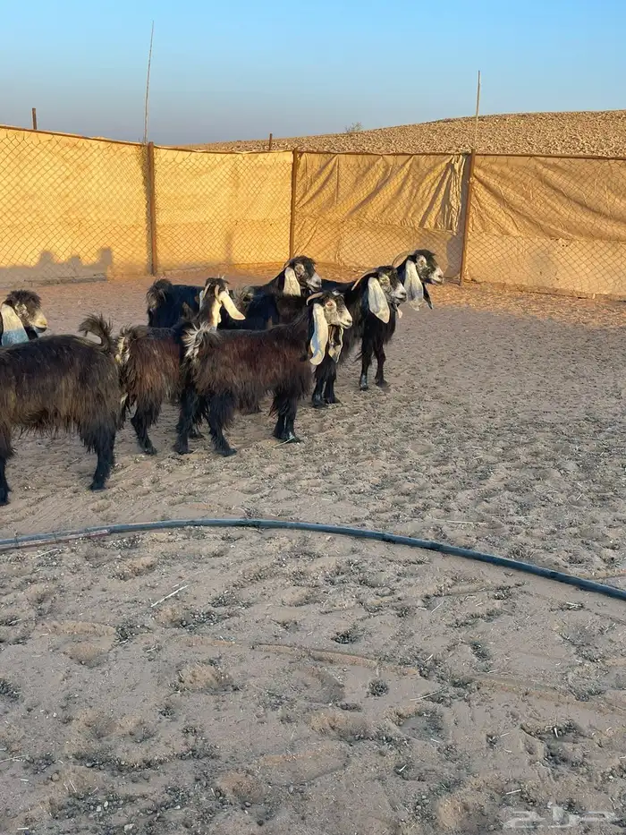 معزا عوارض 1