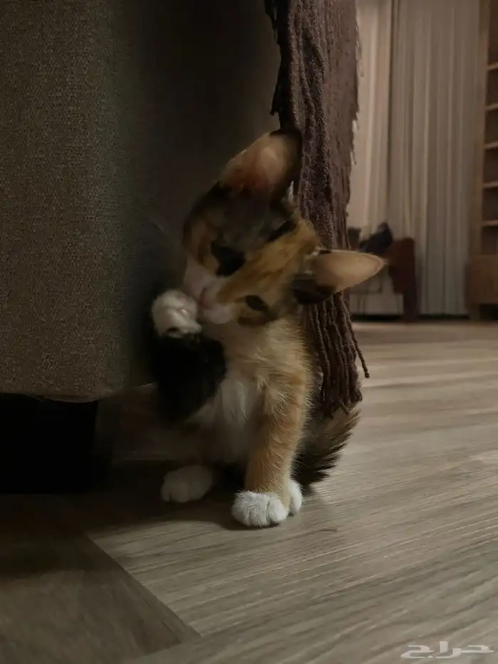 قط للتبني عمرها 3 شهور 1