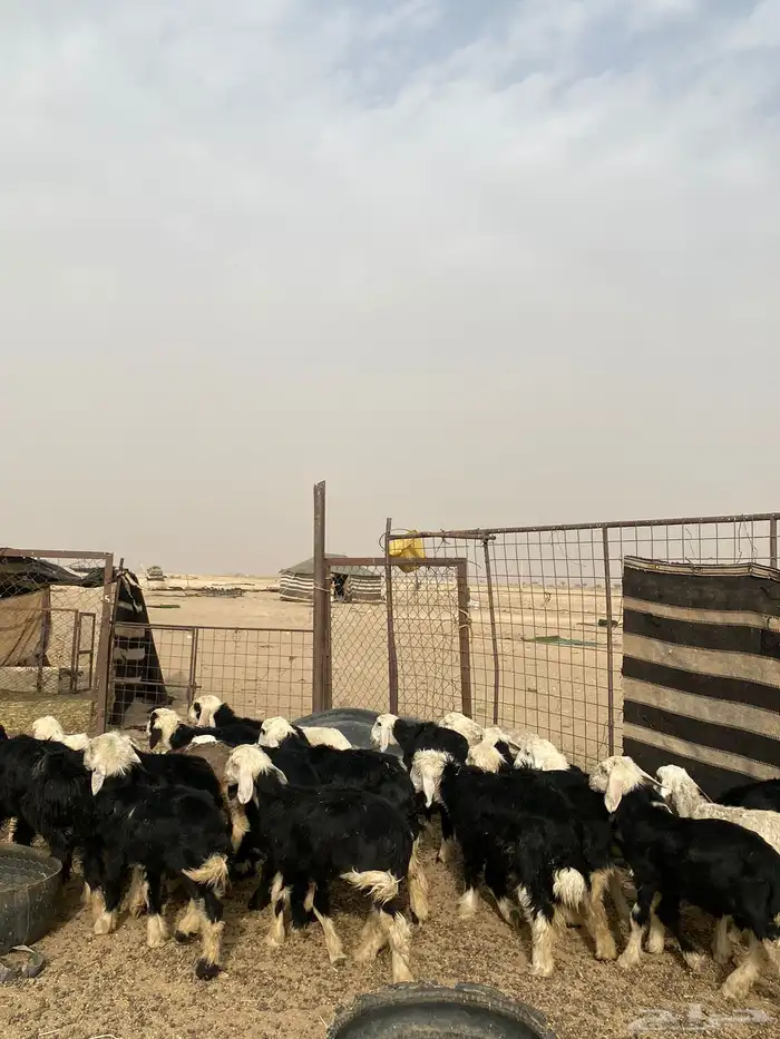 البيع بهم نجد العدد 23 5