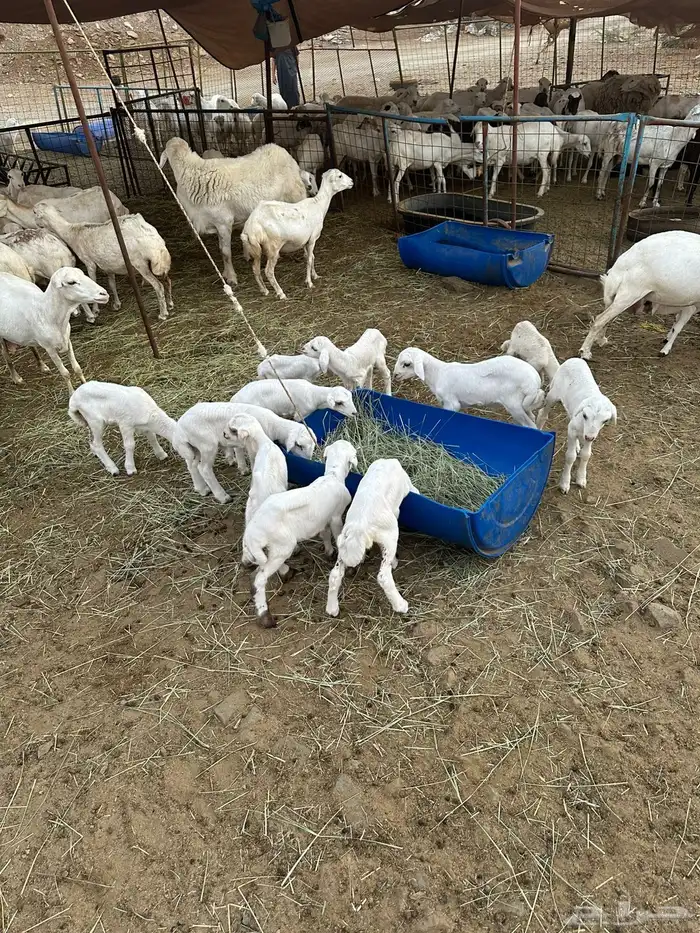 ضان رفيديات 10