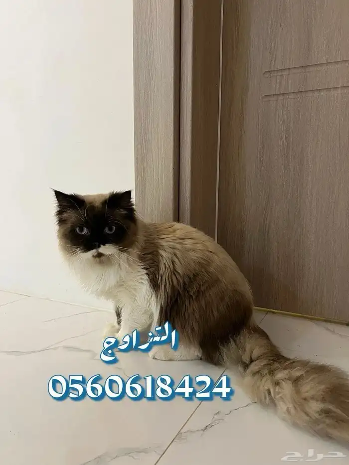 يتوفر ذكور للتزاوج سكوتش وبيكي فيس مستويات جميله والوان 4