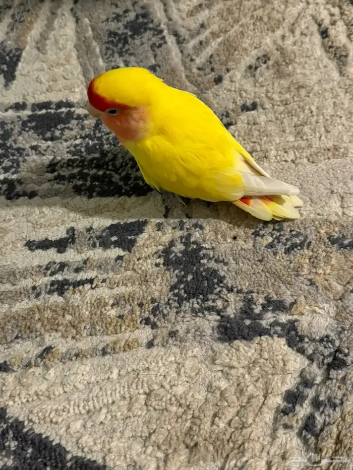 طير روز اصفر عيون حمراء هدد 2