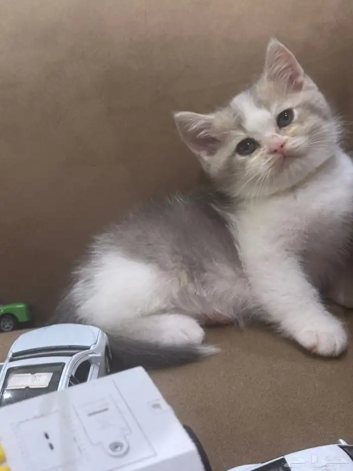 كيتن سكوتش وبريتش للبيع 1