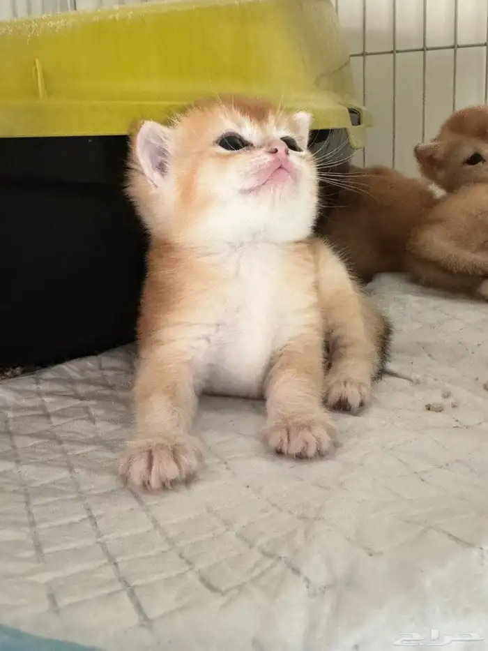 سكوتش قولد للبيع 1