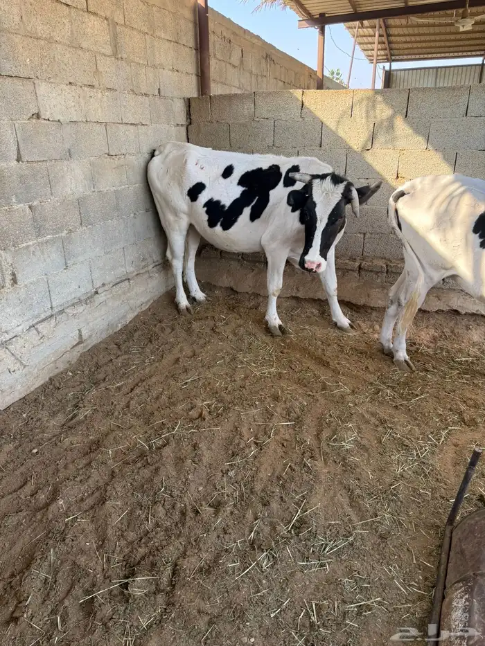 عدد 3 بقرات للبيع 2