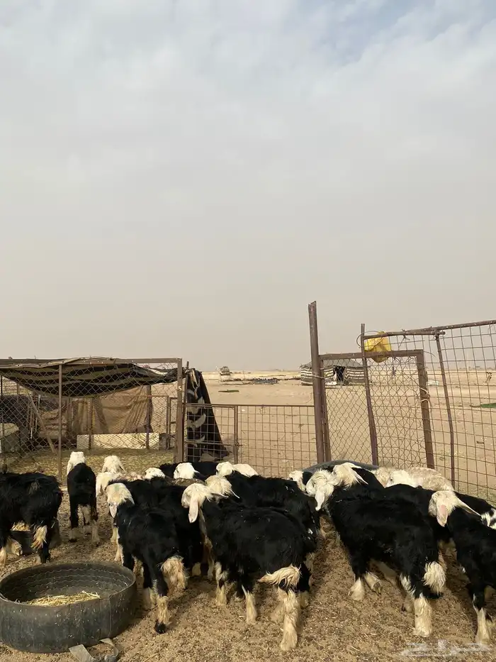 البيع بهم نجد العدد 23 7