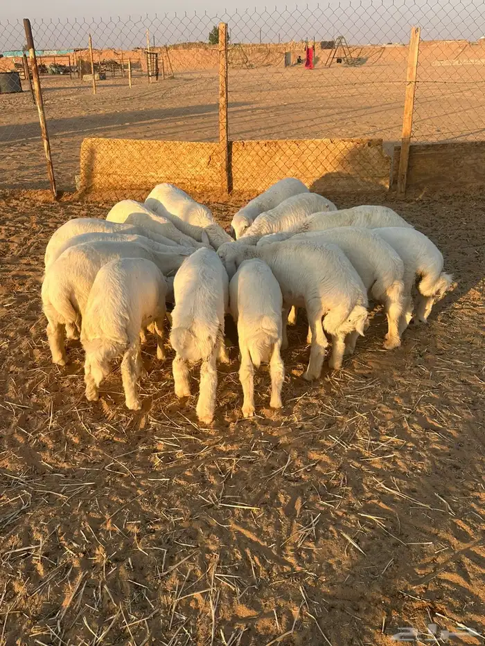 طليان بريه 2