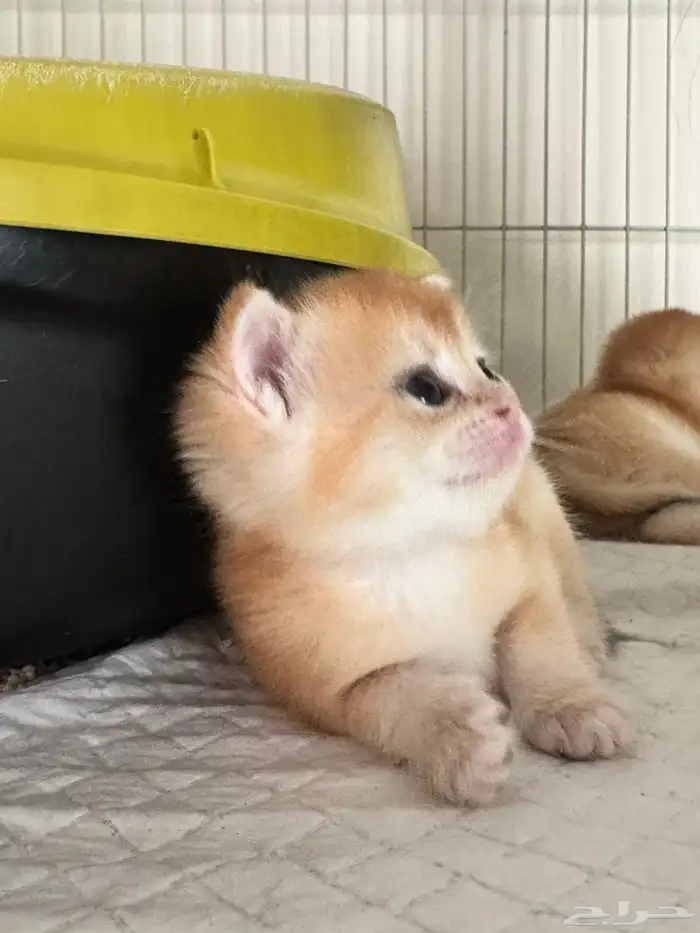 سكوتش قولد للبيع 3