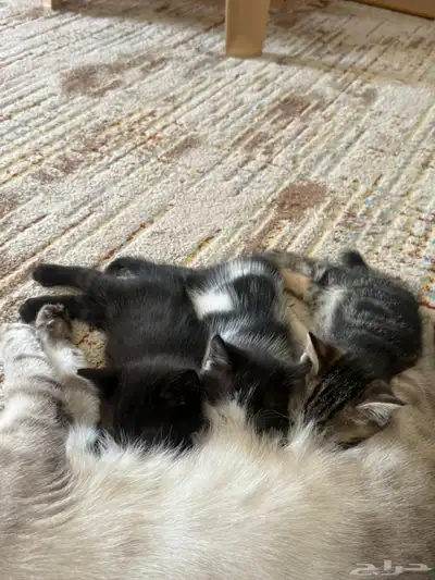 للبيع قطة انثى هملايا index