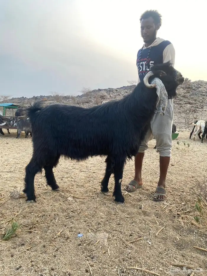 تيس عارضي فحل شرط يضرب واغلب انتاجه توام العمر قارح 1