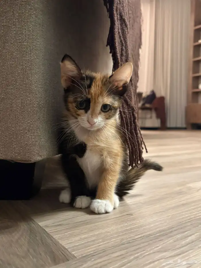 قط للتبني عمرها 3 شهور 2