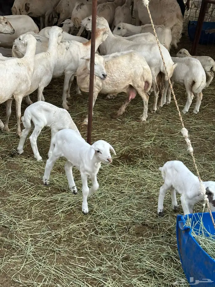 ضان رفيديات 8