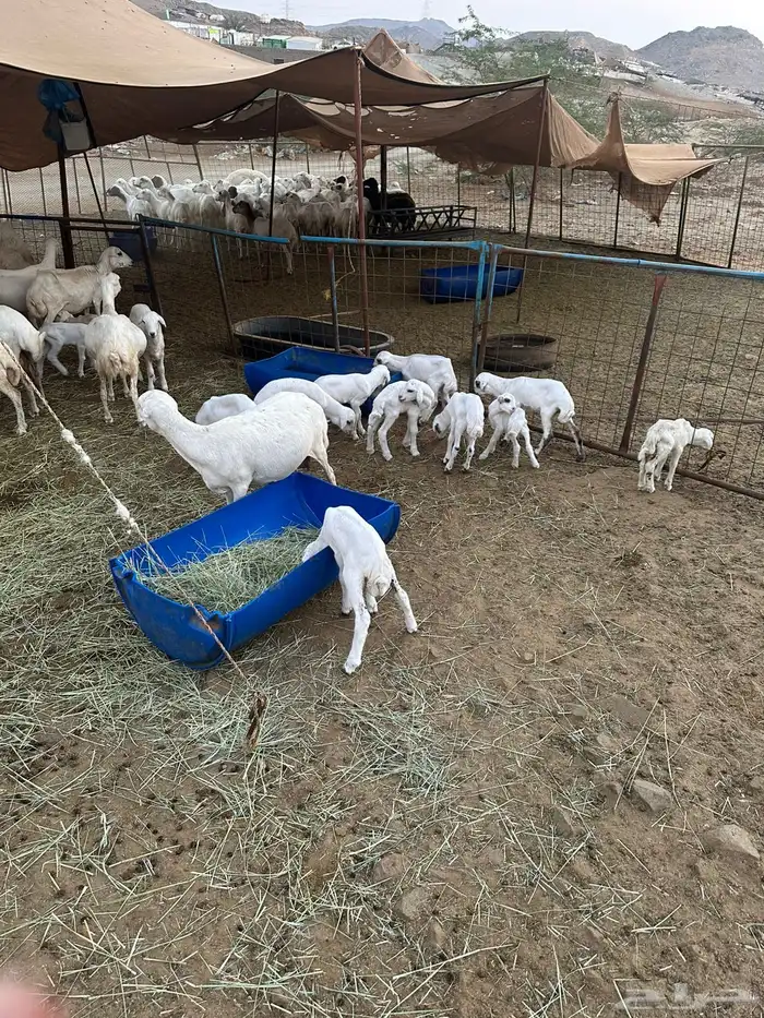 ضان رفيديات 6