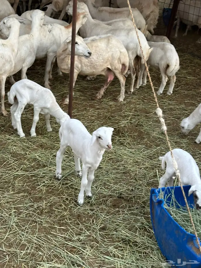 ضان رفيديات 0